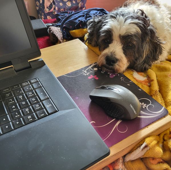 Pixie is bored because mummy is being boring on the laptop!
