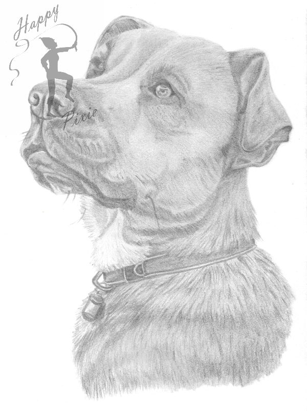 Sketch Alfie Dog Print Watermarked